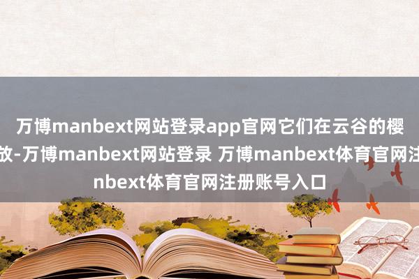 万博manbext网站登录app官网它们在云谷的樱花通衢上怒放-万博manbext网站登录 万博manbext体育官网注册账号入口